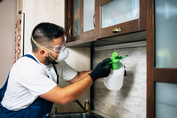 Wasp Removal Services in Chester, IL