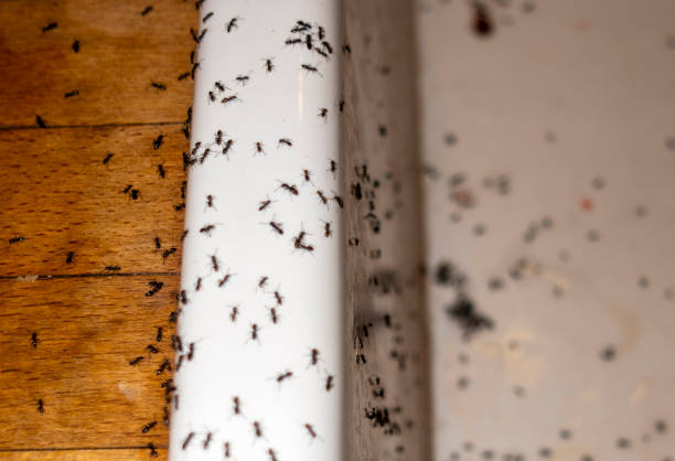 Best Mosquito Control Services  in Chester, IL