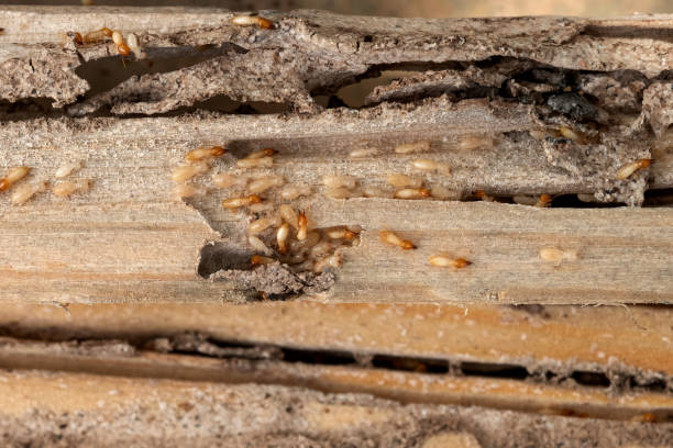 Best Pest Control for Restaurants  in Chester, IL